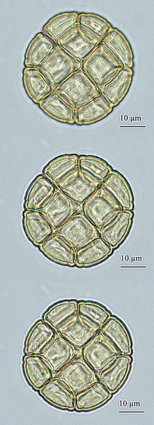 Pollen de {Acacia dealbata} acétolysé en vue polaire - <p>@ Gastaldi, C. - <span class="caps">ANSES</span>, 2018</p>
