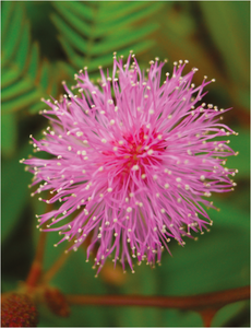 FICHE PALYNO : Acacia, Mimosa, Onobrychis, Ceratonia