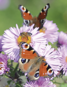 Agir pour la santé des pollinisateurs, c'est agir pour le bien-être humain !