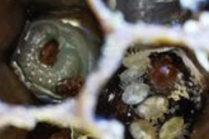 Fiche - Varroa destructor, un parasite bien adapté