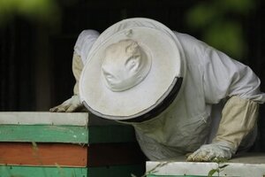 Des abeilles pour la paix