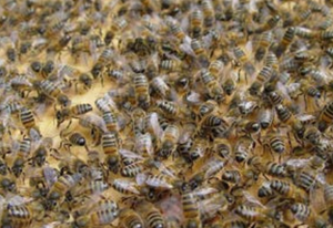 Fiche - L'immunité sociale des abeilles mellifères