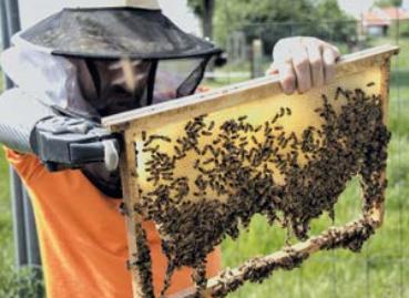 Entretien - Cultiver la différence en apiculture Doriane Alberico