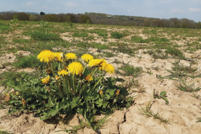 FICHE : Stress thermique estival et opération survie