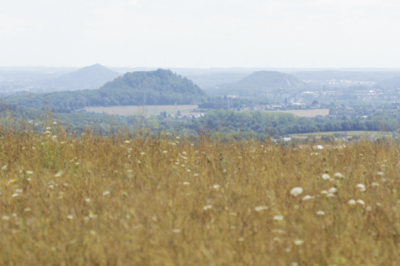 Le Pays Noir, terreau fertile pour l'apiculture ? 