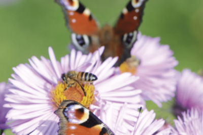 Agir pour la santé des pollinisateurs, c'est agir pour le bien-être humain !