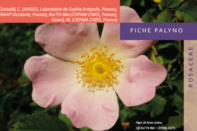 FICHE palyno : ROSACEAE Pollens operculés : Rosa, Potentilla, Sanguisorba