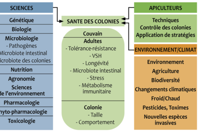 Matrice d'un système transdisciplinaire au service de la santé des abeilles