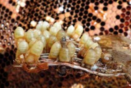 La résistance génétique à VARROA est atteinte Paul Jungles