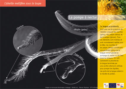 La pompe à nectar