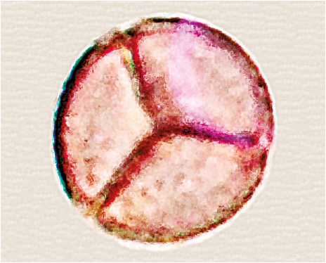 Fleur de {Mimosa pudica} - <p>@ Girard, M. - <span class="caps">CEPAM</span>, 2021- <span class="caps">CEPAM</span>, 2021</p>