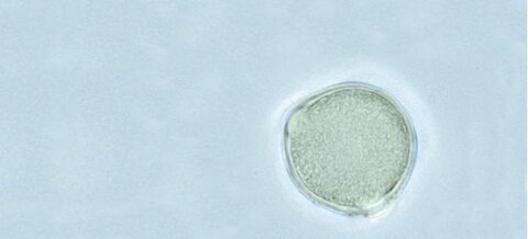 FICHE PALYNO : Tricolporés psilés/scabrés Medicago sativa, Glycine max Gastaldi, C. (ANSES, laboratoire de Sophia Antipolis, France), Cathala, (DRAAF Occitanie, France), Bui Thi Mai, Girard, M. (CEPAM-CNRS, France)