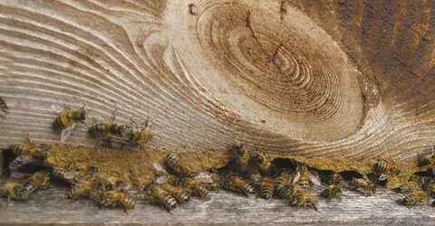 FICHE PEDAGOGIQUE : Propolis, protection du nid et santé des colonies Agnès FAYET