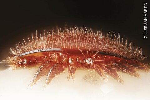 Résistance à varroa. Où en sommes-nous ? Agnès FAYET