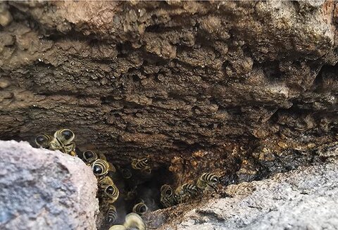 Colonies d'abeilles mellifères sauvages : réalité et utilité Orianne ROLLIN