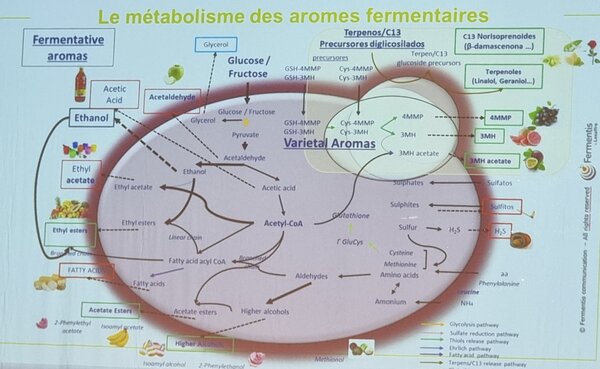 L'influence des levures sur l'expression aromatique de l'hydromel - © Marie Charlotte Colosio
