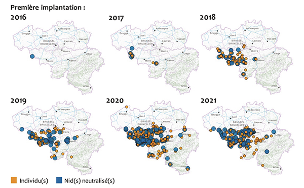 Colonisation de la Wallonie par {Vespa velutina}. Dernière donnée actualisée le 09/12/2021. Couches des cartes extraites depuis CartoWeb - Colonisation de la Wallonie par <i>Vespa velutina</i>. © Service Public de Wallonie. Dernière donnée actualisée le 09/12/2021. <a href="http://observatoire.biodiversite.wallonie.be/enquetes/frelon/" class='spip_url spip_out auto' rel='nofollow external'>http://observatoire.biodiversite.wallonie.be/enquetes/frelon/</a>. Couches des cartes extraites depuis CartoWeb.be <a href="http://www.ign.be" class='spip_url spip_out auto' rel='nofollow external'>www.ign.be</a>